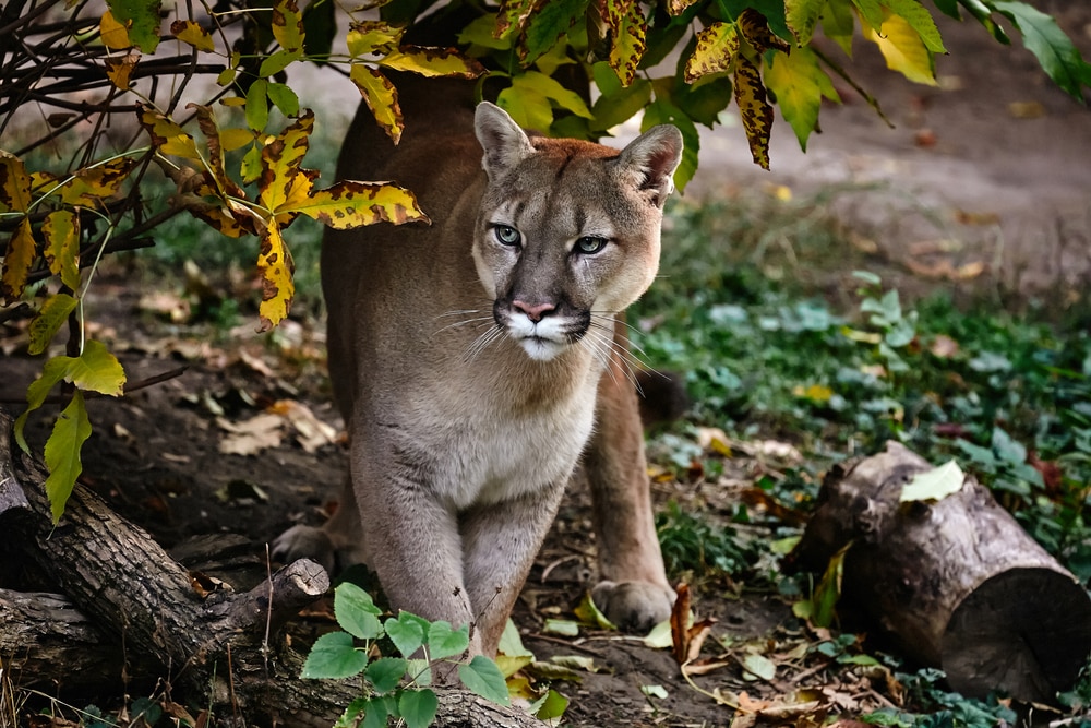 how to keep cougars away from campsite
