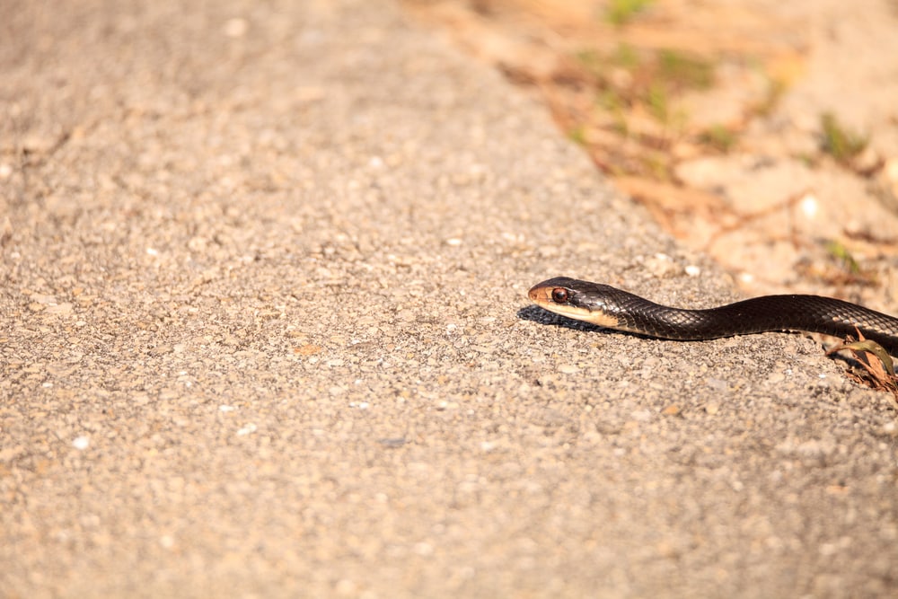 how to keep snakes and mice out of rv