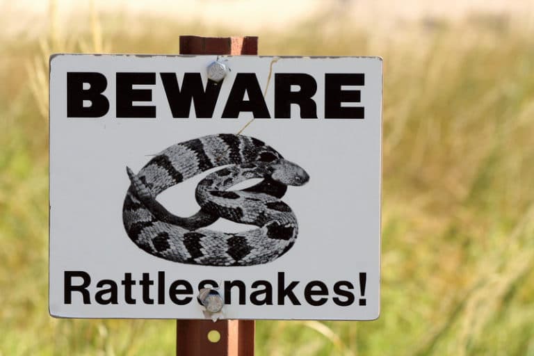 How to Keep Snakes And Mice Out Of RV? 5 Methods Camper Upgrade