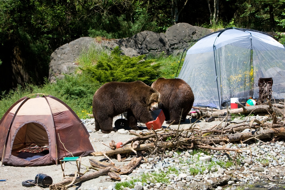 what to do if a bear enters your campsite